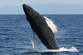 humpback whale watching dolphin tour osa costa rica