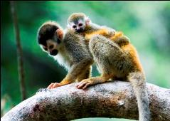 squirrel monkey corcovado national park osa costa rica adventure tour